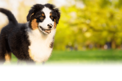 allgodscreatures-header2-scaled