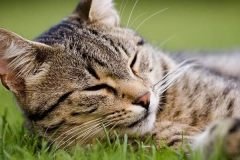 velpen-in-veterinarian